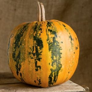 Kakai kabuksuz kabak çekirdeği kabağı tohumu Stryian pumpkin