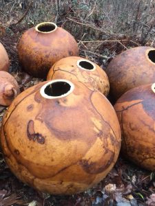 Afrika dev sukabağı tohumu African Wine kettle gourd