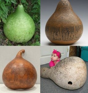Afrika dev sukabağı tohumu African Wine kettle gourd