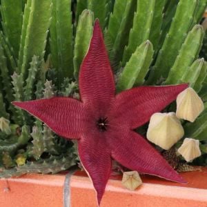 Stapelia grandiflora leş çiçeği sukulent