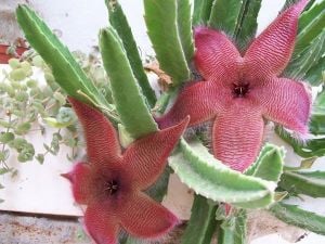 Stapelia grandiflora leş çiçeği sukulent