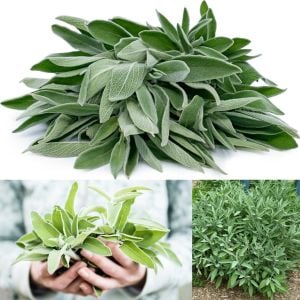 Mutfak adaçayı tohumu şifalı aromatik salvia officinalis