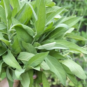 Mutfak adaçayı tohumu şifalı aromatik salvia officinalis