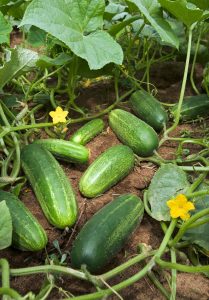 İnce kabuklu turşuluk salatalık tohumu national pickling