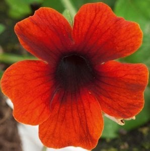 Karagözlü suzan sarmaşığı fidesi thunbergia alata brownie