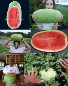 Ali baba karpuz tohumu geleneksel watermelon alibaba