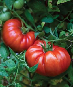 Atalık İtalyan dev domates tohumu söğüşlük