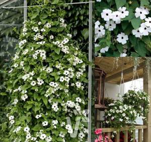 Karagözlü suzan sarmaşığı fidesi thunbergia alata white