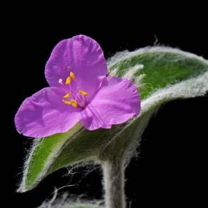 Tüllü telgraf çiçeği fidesi tradescantia sillamontana
