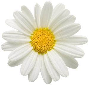 İri beyaz çiçekli çeşme papatyası fidesi Aramis giga white