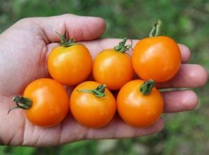 Atalık Altın Sarı çeri domates tohumu sırık tip