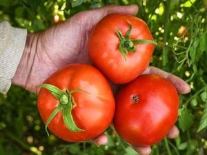 Atalık Bonny Best domates tohumu sırık tip