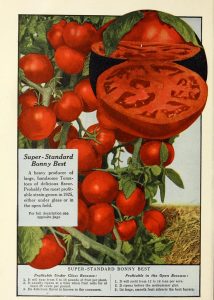 Atalık Bonny Best domates tohumu sırık tip