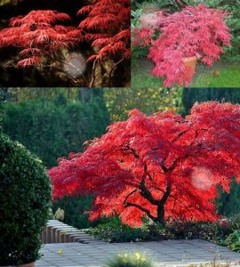 Acer palmatum akçaağaç tohumu matsumurae ornatum japanese maple