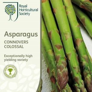 Kuşkonmaz tohumu connovers colossal asparagus officinallis ödüllü