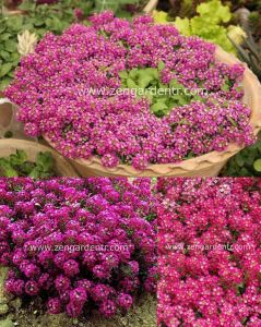 Kokulu ballıca tohumu alyssum wonderland deep rose