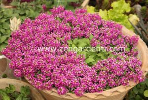 Kokulu ballıca tohumu alyssum wonderland deep rose