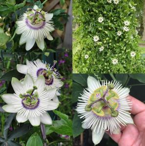 Passiflora white mirror fidanı