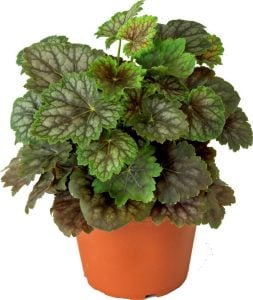 Marvelous marble heuchera fidesi