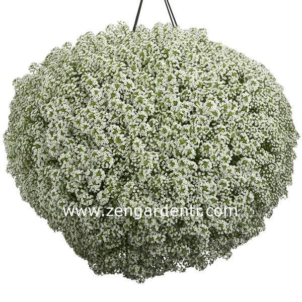 Kokulu beyaz ballıca tohumu alyssum wonderland white