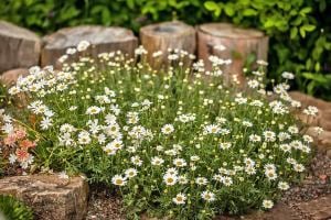 6 adet Yer örtücü papatya fidesi anthemis carpatica