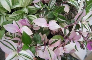 Gökkuşağı telgraf çiçeği fidesi tradescantia fluminensis