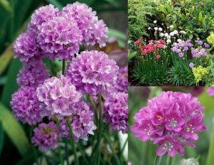 Armeria ballerina fidesi leylak çiçekli