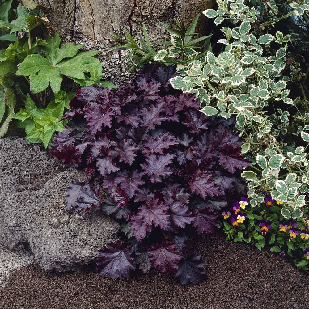 Palace purple heuchera fidesi