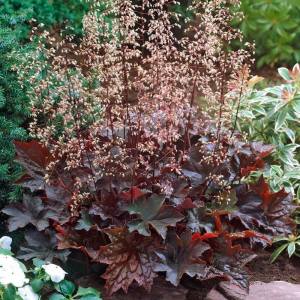 Palace purple heuchera fidesi