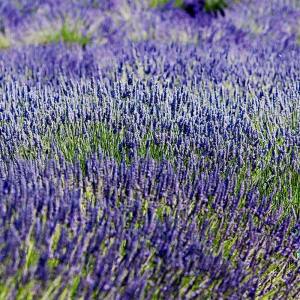Fransız Provence blue lavanta fidesi lavandula  X intermedia