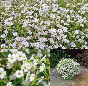 Filou beyaz bebek nefesi fidesi sarkan saksı çiçeği gypsophila repens