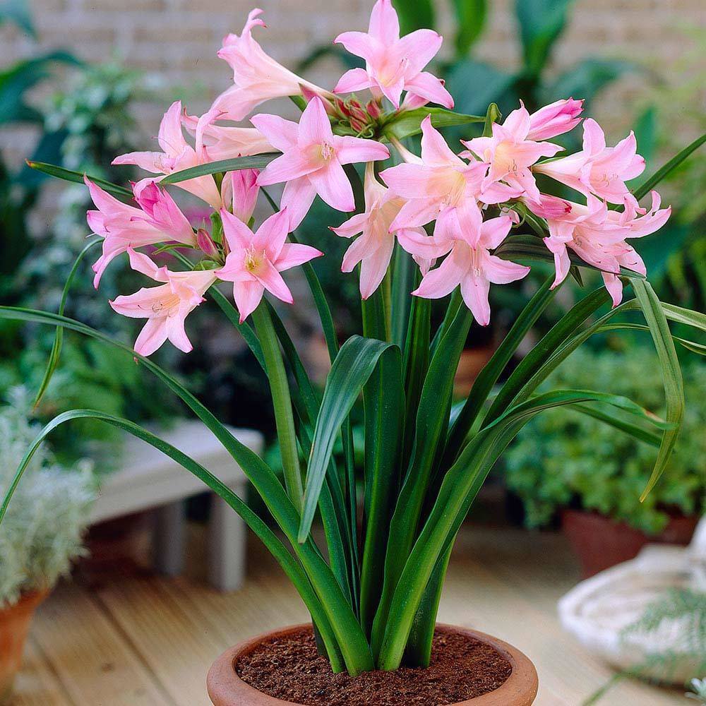 Amarcrinum howardii soğani