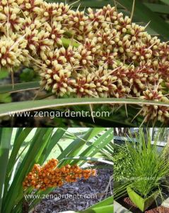 Kokulu lomandra spicata tohumu süs çimi orange fruited mat rush