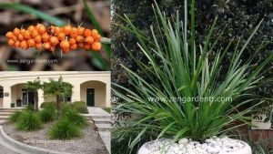 Kokulu lomandra spicata tohumu süs çimi orange fruited mat rush