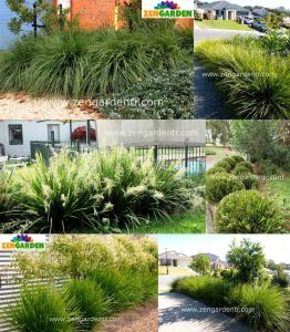 Kokulu lomandra spicata tohumu süs çimi orange fruited mat rush