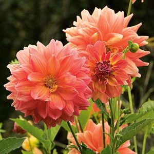 Ace summer sunset yıldız çiçeği soğanı dahlia çiçek çapı 20 cm