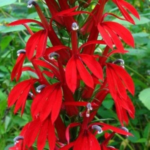 Kardinal lobelya çiçeği fidesi lobelia cardinalis