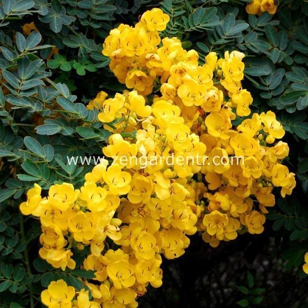 Altın çin tarçın ağacı tohumu cassia floribunda