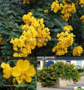 Altın çin tarçın ağacı tohumu cassia floribunda