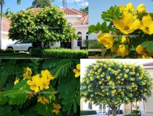 Bodur sarı cassia glauca tohumu scrambled egg bush