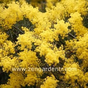 Altın akasya tohumu acacia boormanii yoğun çiçekli