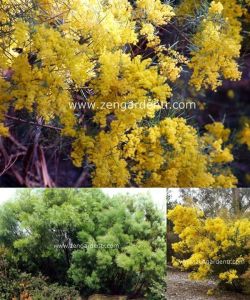 Altın akasya tohumu acacia boormanii yoğun çiçekli