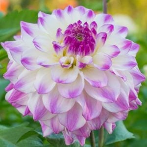 Hapet blue eyes yıldız çiçeği soğanı dahlia çiçek çapı 20 cm