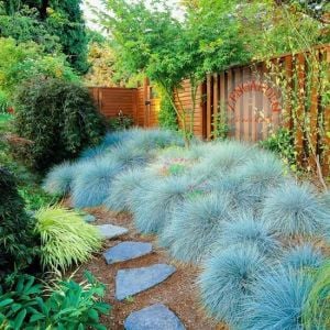 Mavi festuca çim tohumu blue fescue glauca