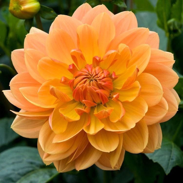 Rancho yıldız çiçeği soğanı dahlia çiçek çapı 15 cm