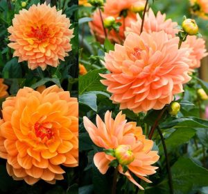 Rancho yıldız çiçeği soğanı dahlia çiçek çapı 15 cm