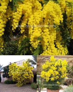 Gümüş akasya tohumu acacia dealbata silver wattle