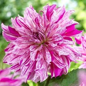 Taiheiyo yıldız çiçeği soğanı dahlia çiçek çapı 25 cm