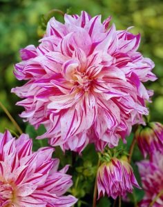 Taiheiyo yıldız çiçeği soğanı dahlia çiçek çapı 25 cm