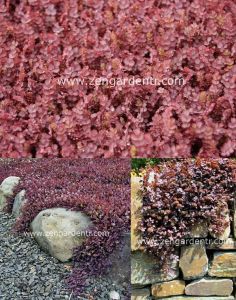 Kırmızı çim acaena tohumu yer örtücü yayılıcı bitki kırmızı mor yapraklı